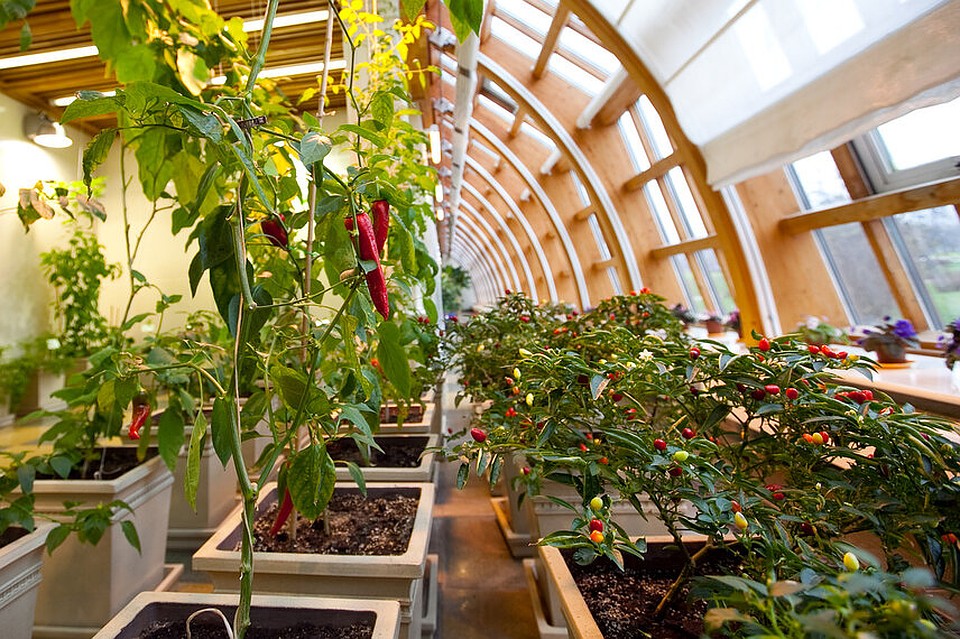 Getting A Home Greenhouses To Save Your Plants
