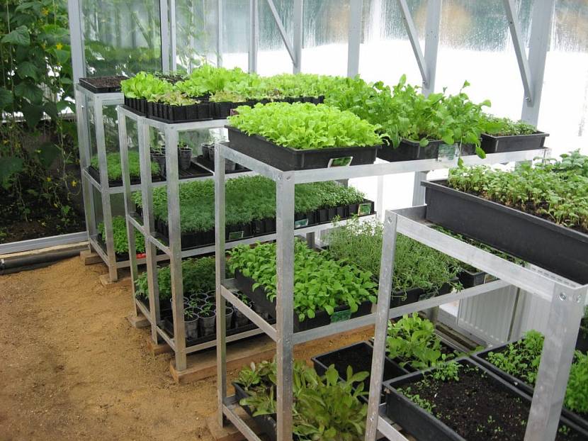 What to grow in a greenhouse: tips for beginners