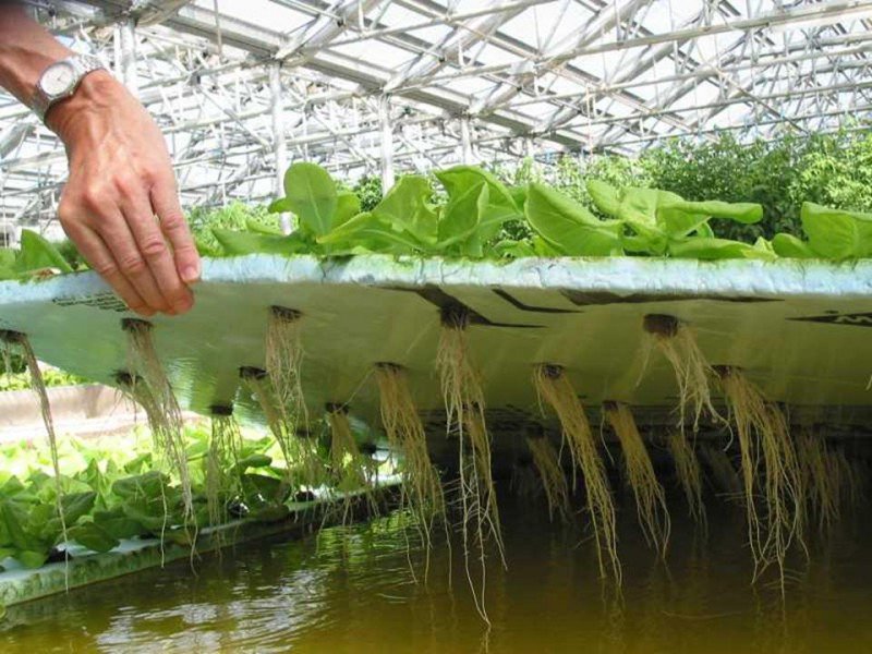 Reasons To Invest In A Hydroponic Greenhouse