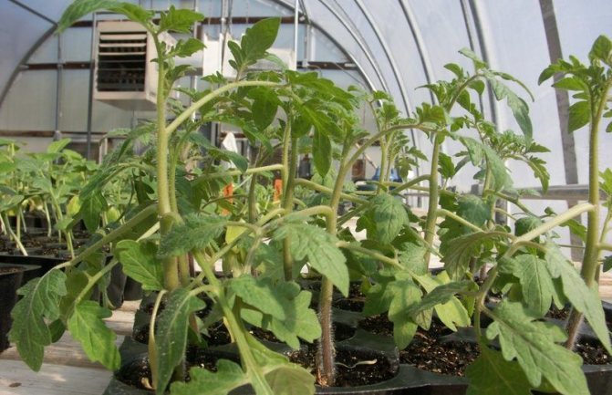 Planting in a polycarbonate greenhouse