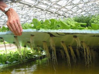 Reasons To Invest In A Hydroponic Greenhouse