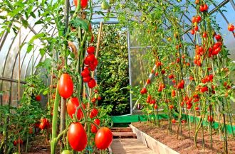 Growing tomatoes in a greenhouse