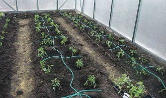 The Advantages of Greenhouse Irrigation Systems