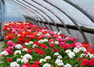 Profiting from your greenhouse