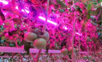 Greenhouse lighting in winter